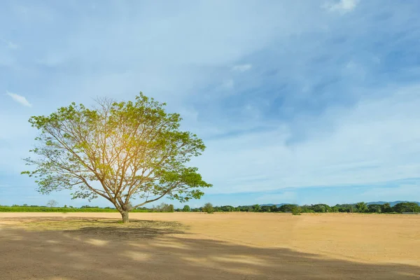 Sozinho grande árvore velha no quintal seco e céu azul, alguma tampa amarela — Fotografia de Stock