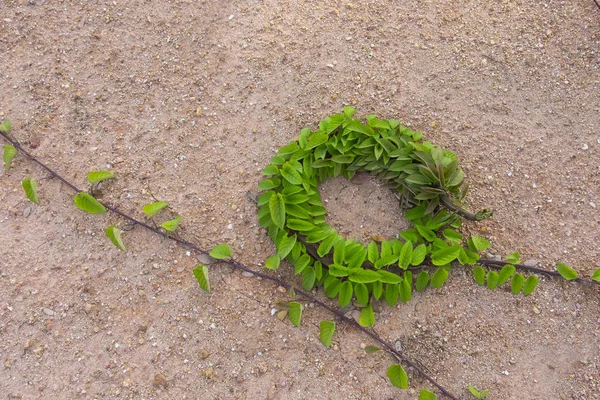 Corona Hojas verdes hechas de naturaleza sobre fondo de arena — Foto de Stock