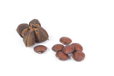 Inca fıstık beyaz zemin üzerine kuru