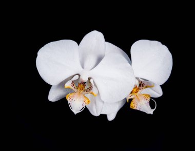 Siyah arkaplanda beyaz orkide çiçeği.