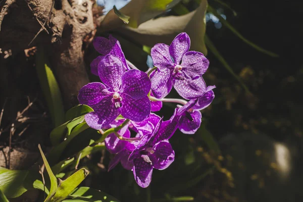 Kwiaty Orchid w natura ogród . — Zdjęcie stockowe