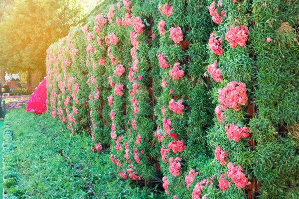 Kleurrijke Plant Bladeren Muur Achtergrond — Stockfoto