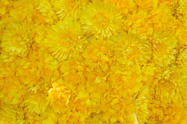 Beautiful Yellow Gerbera Daisy Texture Background — Stock Photo, Image