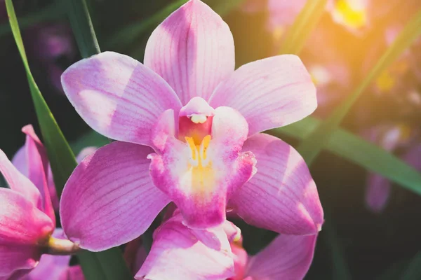 Orchidea Kwiat Tropikalnym Ogrodzie Selektywny Fokus — Zdjęcie stockowe