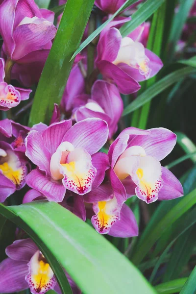 Orchidea Kwiat Tropikalnym Ogrodzie Selektywny Fokus — Zdjęcie stockowe