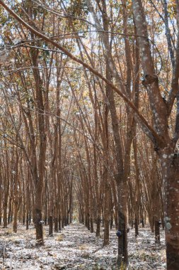Tayland kuzeyinde tropikal yağmur ormanları manzarada.