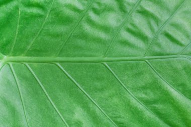 yeşil sol arka plan üzerinde kapatın .