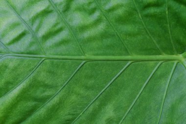 Arkaplanda yeşil yaprağı kapat.