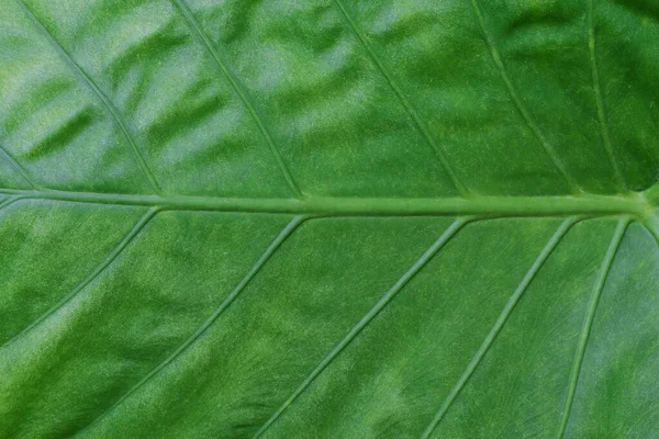 Close up green leaf on background. — Stock Photo, Image