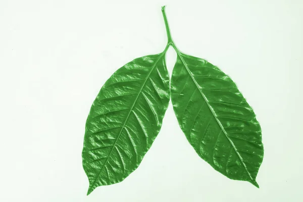 El permiso verde del árbol del café sobre blanco . — Foto de Stock