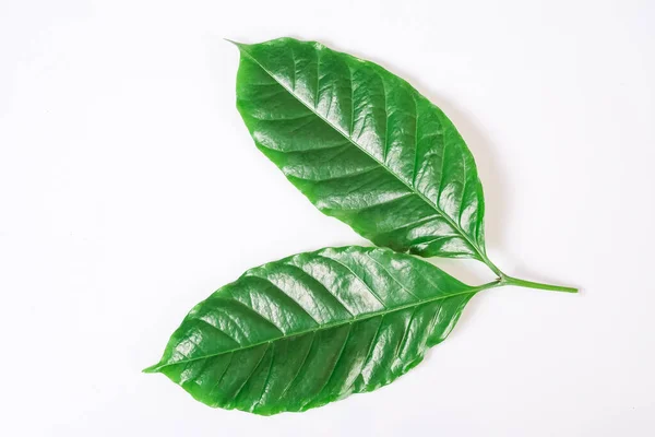 Zelené listy kávovníku na bílém. — Stock fotografie