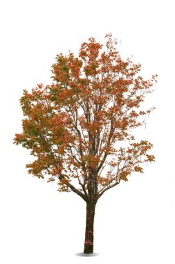 Kırmızı renk, beyaz üzerine yaz zamanı ağaçtan ayrılır.