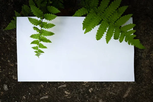 Carte de papier blanc sur fond de plante verte, concession de publicité — Photo