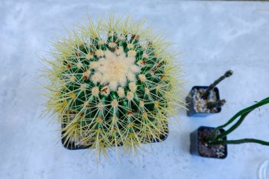 Arkaplanda ağaç kabı içinde kaktüs.