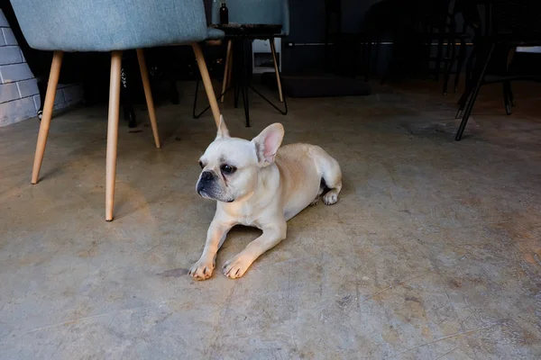 Щенок лежит на цементном полу в кофейне . — стоковое фото