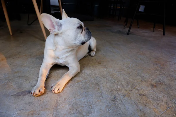 Chiot chien allongé sur le sol de ciment au café . — Photo