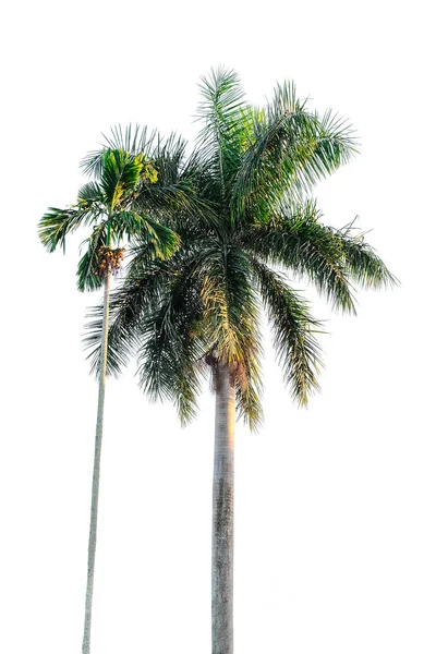 Palmeira grande e pequena no fundo branco, isolar . — Fotografia de Stock