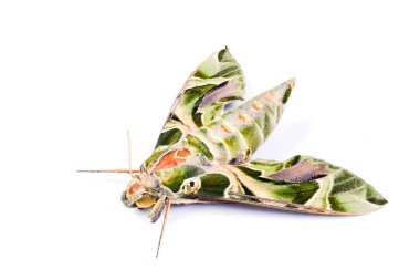 Oleander Hawk-güvesi ya da Zinnis nerii, güzel renkli güve...