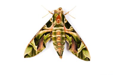 Oleander Hawk-güvesi ya da Zinnis nerii, güzel renkli güve...