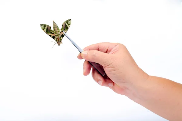 Oleander Hawk-moth or Daphnis nerii, beautiful colored in hand f — 图库照片