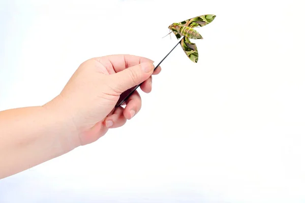 Oleander Hawk-moth or Daphnis nerii, beautiful colored in hand f — 图库照片