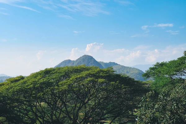 Nature paysage arbre et colline avec ciel bleu sur le fond . — Photo