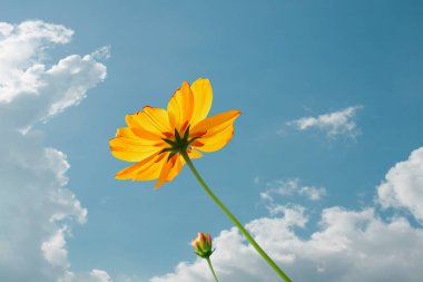 Yellow Cosmos flowers field at out door with blue sky ,nature ba