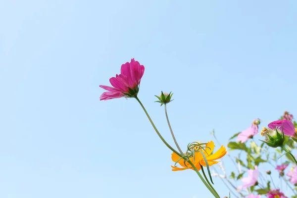 Cosmos flowers field with blue sky out door. — Stock Photo, Image