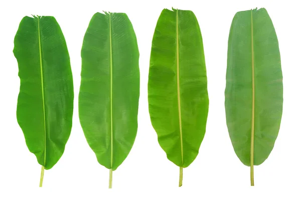 Hojas frescas de plátano sobre fondo blanco . — Foto de Stock