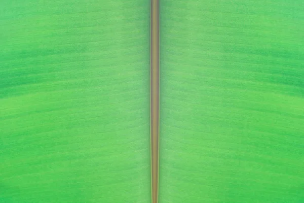 Fresh Banana leaves on background. — Stock Photo, Image