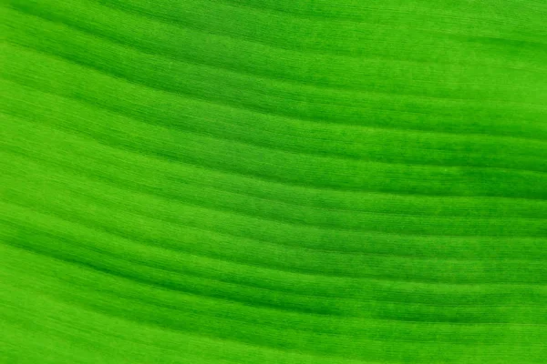 Fresh Banana leaves on background. — Stock Photo, Image