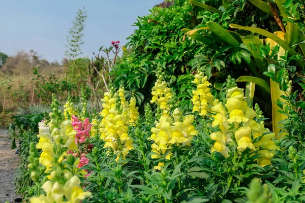 Pequenas Flores Amarelas Planta Chão Conceito Jardim Natureza — Fotografia de Stock