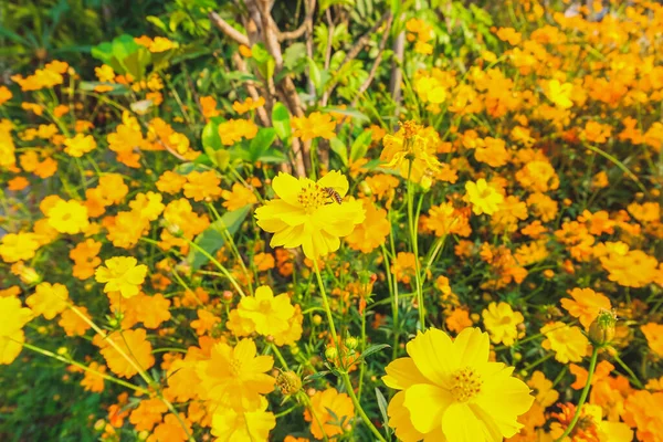 Yellow Cosmos Flowers Field Out Door Blue Sky Nature Background — Stock Photo, Image