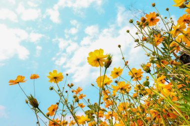 Yellow Cosmos flowers field at out door with blue sky ,nature background.