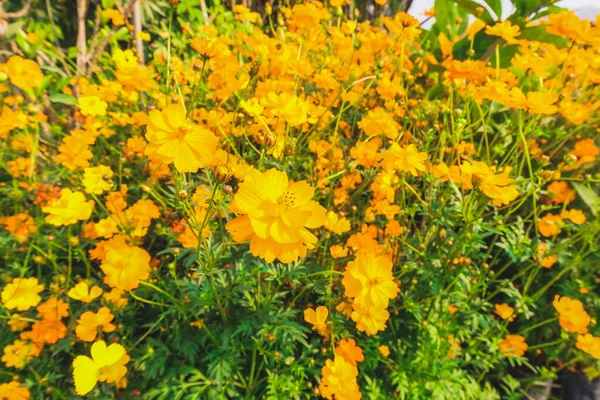 Gelbe Kosmos Blumen Feld Vor Der Tür Mit Blauem Himmel — Stockfoto