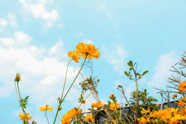 Yellow Cosmos Flowers Field Out Door Blue Sky Nature Background — Stock Photo, Image