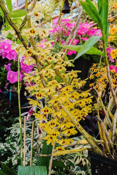 Pequenas Flores Planta Chão Conceito Mini Jardim — Fotografia de Stock