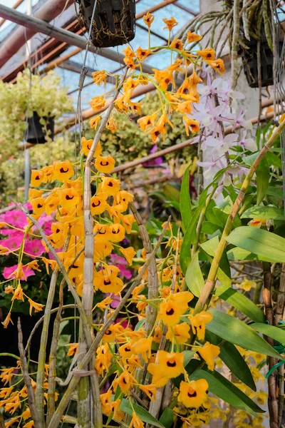 Små Blommor Växt Marken Mini Trädgård Koncept — Stockfoto