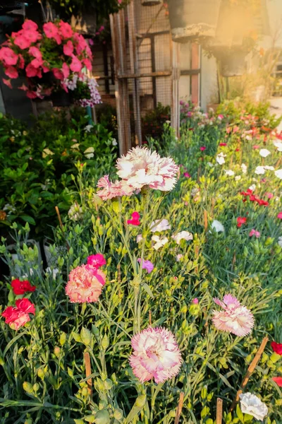 Рожеві Квіти Гвоздики Природний Фон — стокове фото