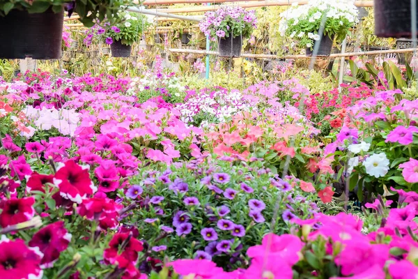Pequenas Flores Planta Chão Conceito Mini Jardim — Fotografia de Stock
