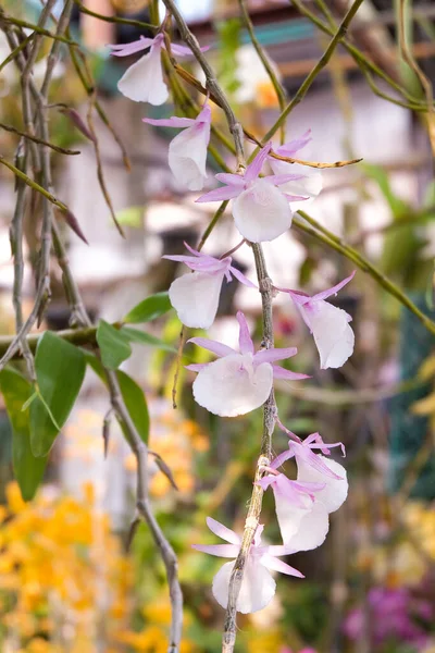 Local Small Orchid Flowers Garden — Stock Photo, Image