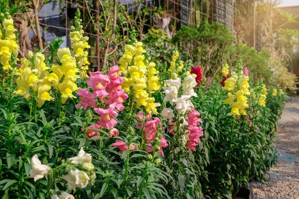 Pequenas Flores Planta Chão Conceito Mini Jardim — Fotografia de Stock