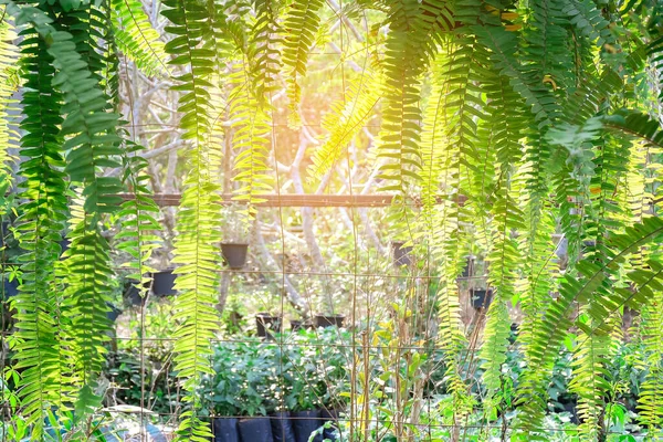 Planta Ornamental Natureza Jardim Fundo — Fotografia de Stock