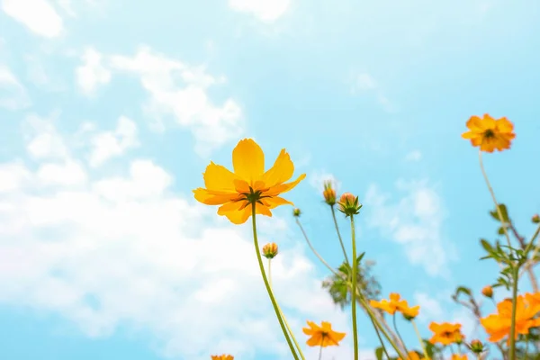 Yellow Cosmos Flowers Field Out Door Blue Sky Nature Background — Stock Photo, Image