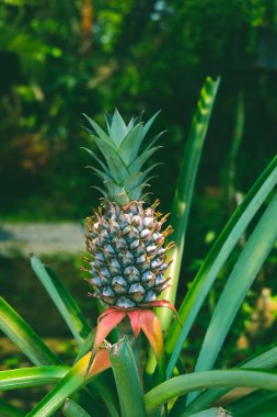 Genç bir ananasla çiçek açan ananas bitkisi.