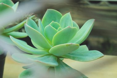 Renkli kaktüs sulu çöl bitkileri güzel doku arka planında çiçek açıyor.