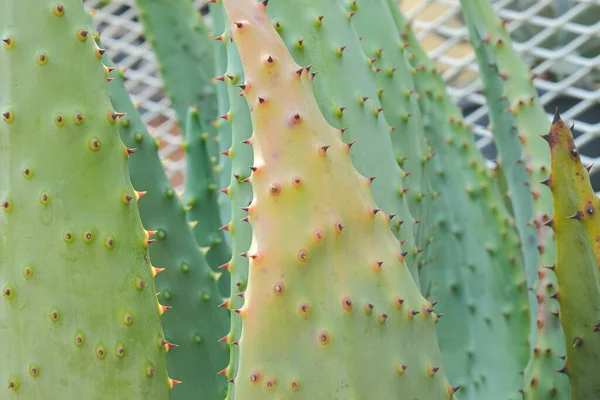 Succulent plant with thorn in desert garden .