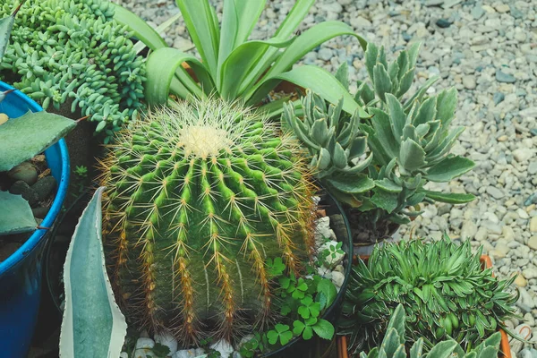 Cuctus in desert garden . Floral exotic background.Succulent plant with thorn in desert garden