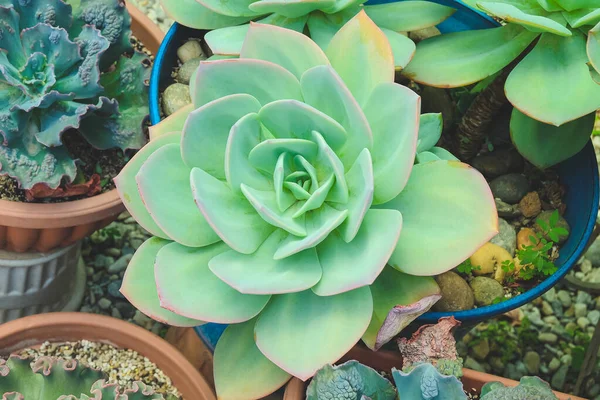 Piante Succulente Del Deserto Del Cactus Variopinte Che Fioriscono Nello — Foto Stock