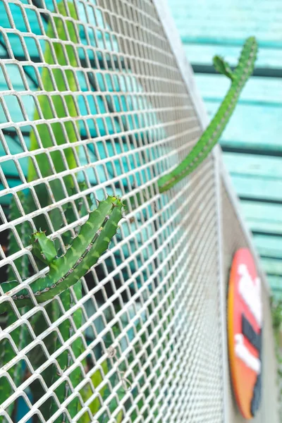 Succulent plant with thorn in desert garden .